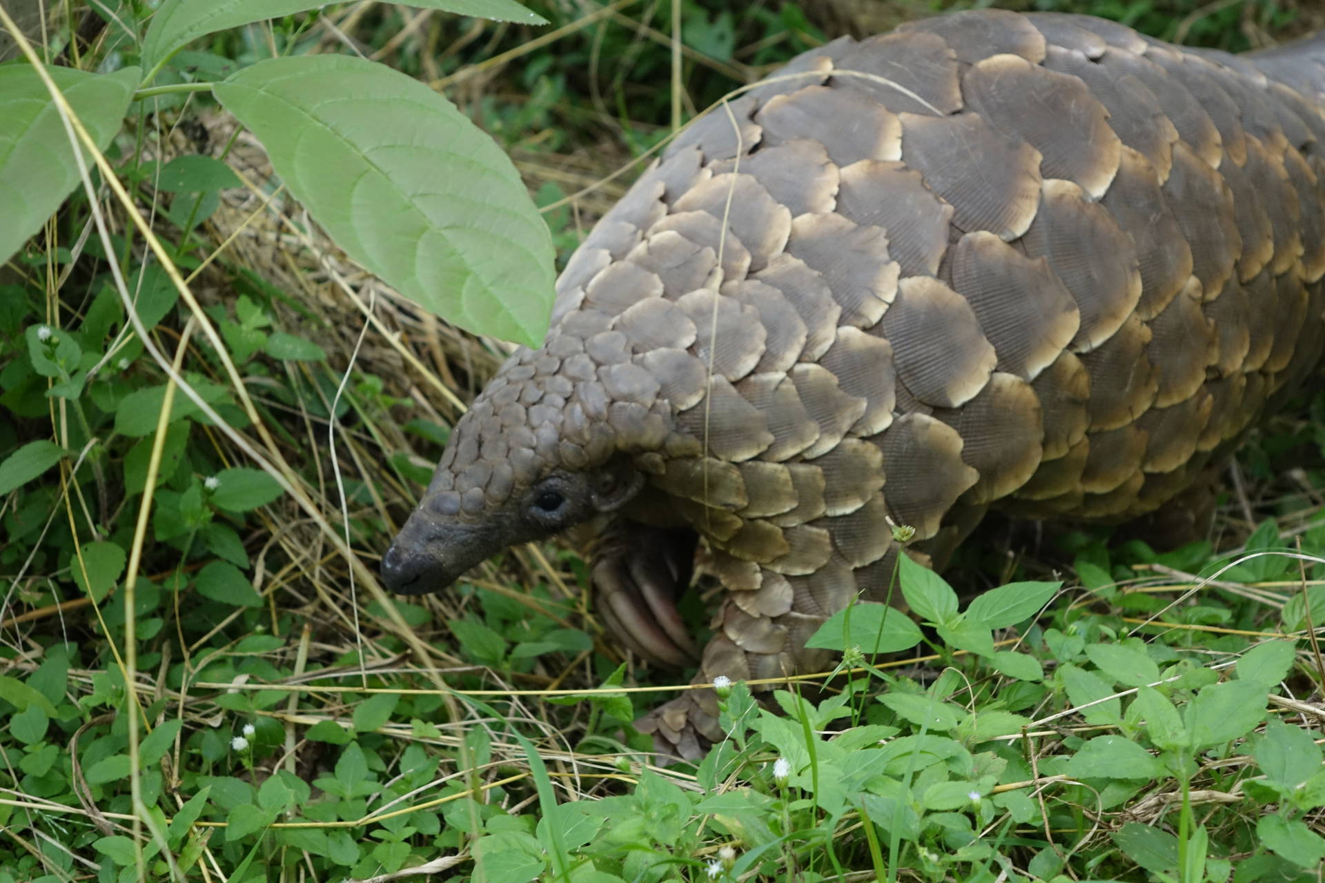 Pangolin w swoim naturalnym środowisku.