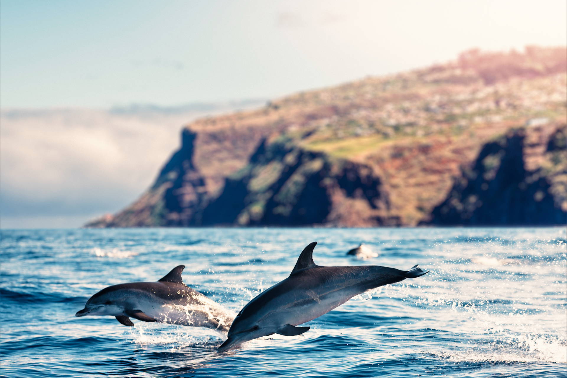 Dwa delfiny wyskakują z oceanu na tle klifu.