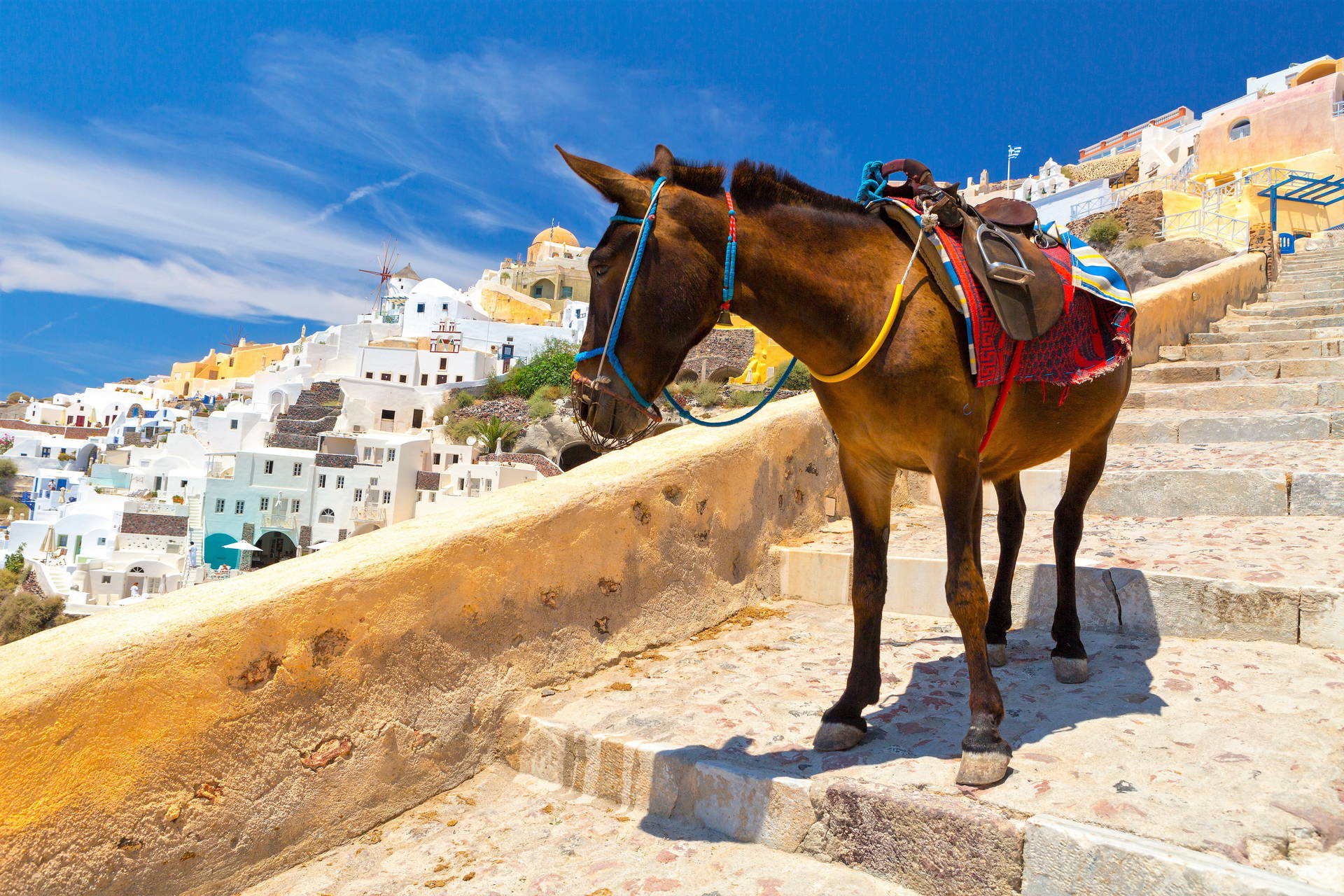 Osioł na schodach w Oia, Santorini.