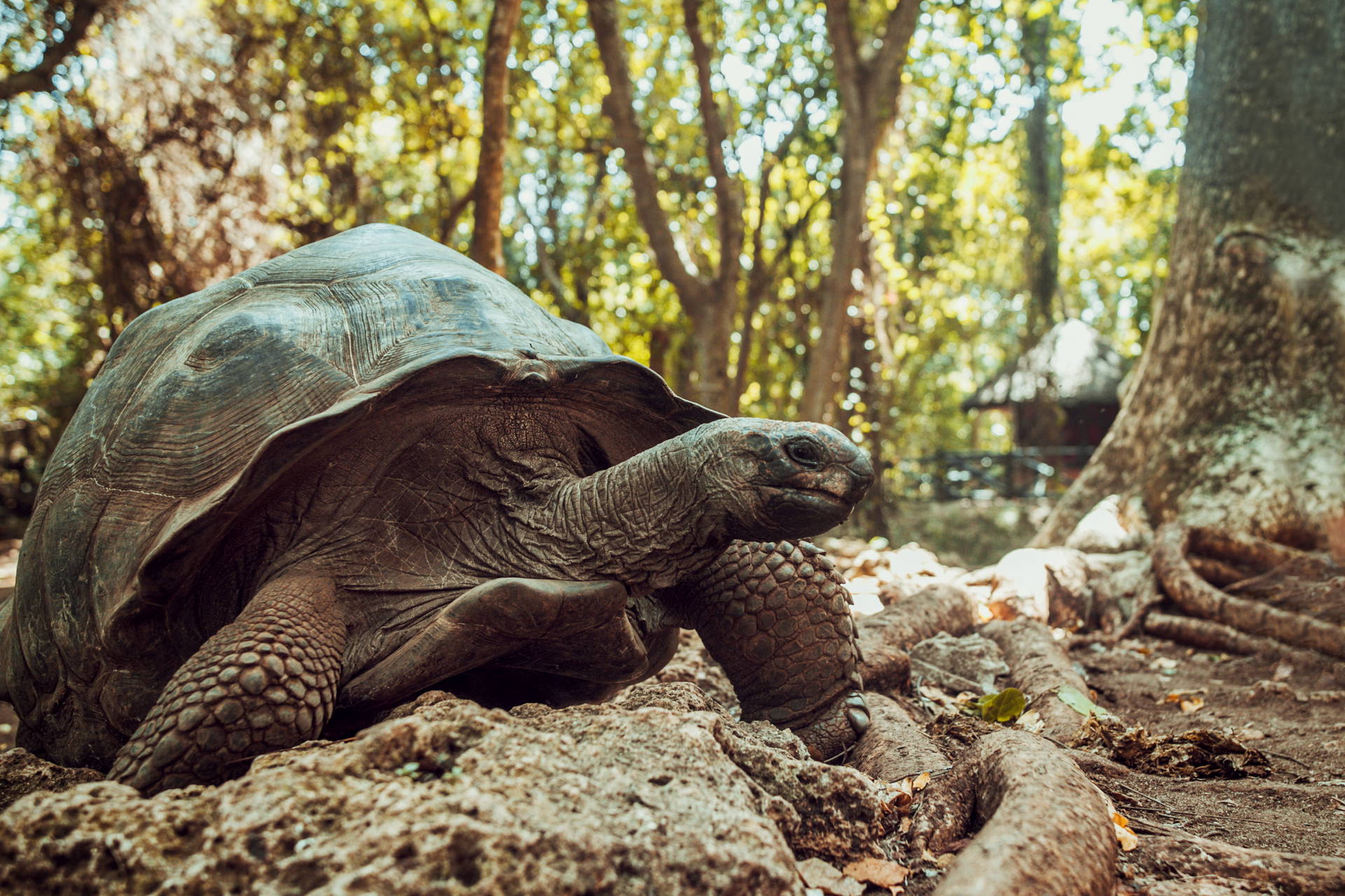 Żółw Aldabra na tle tropikalnych roślin.