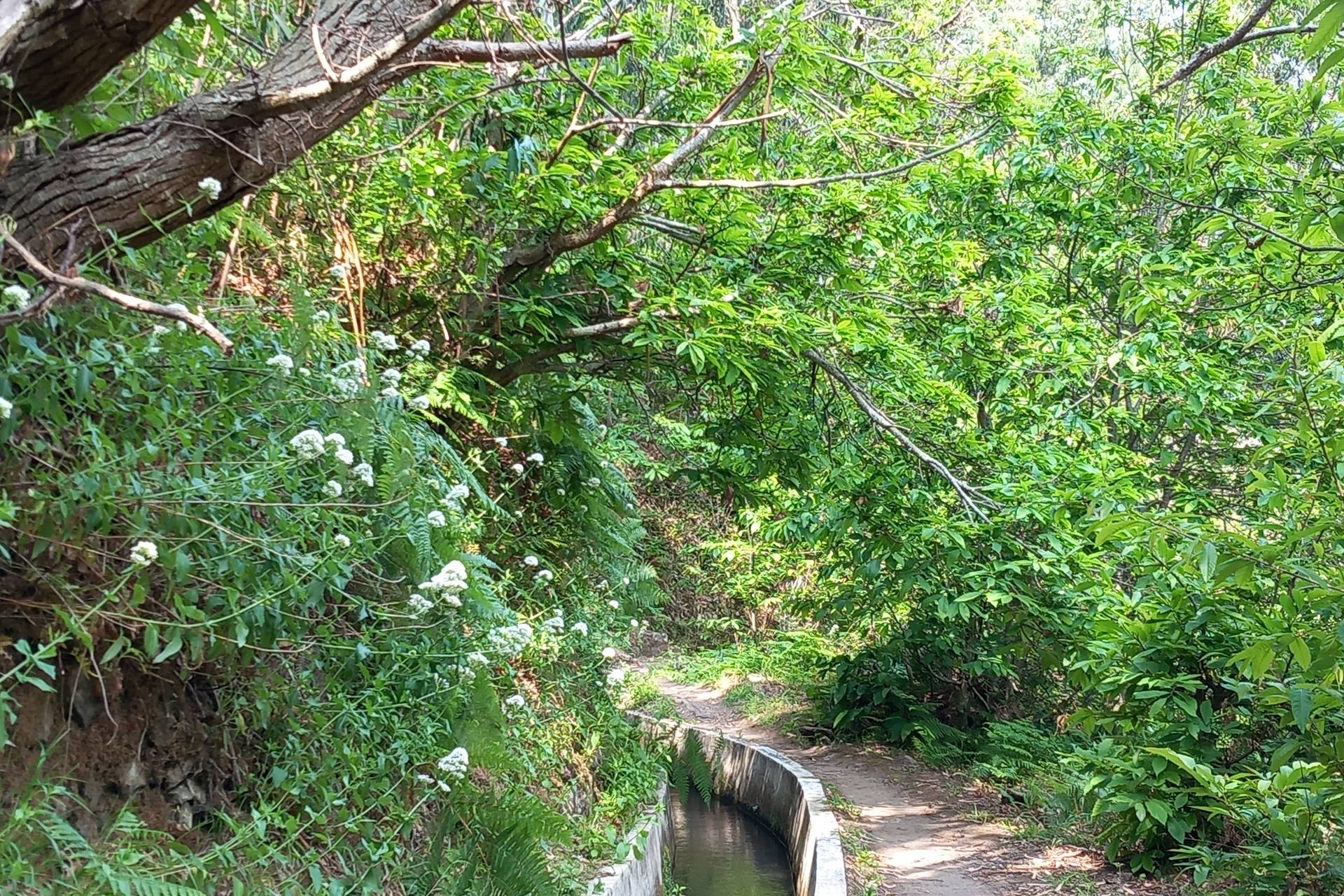 Ścieżka Levada w zielonym lesie.