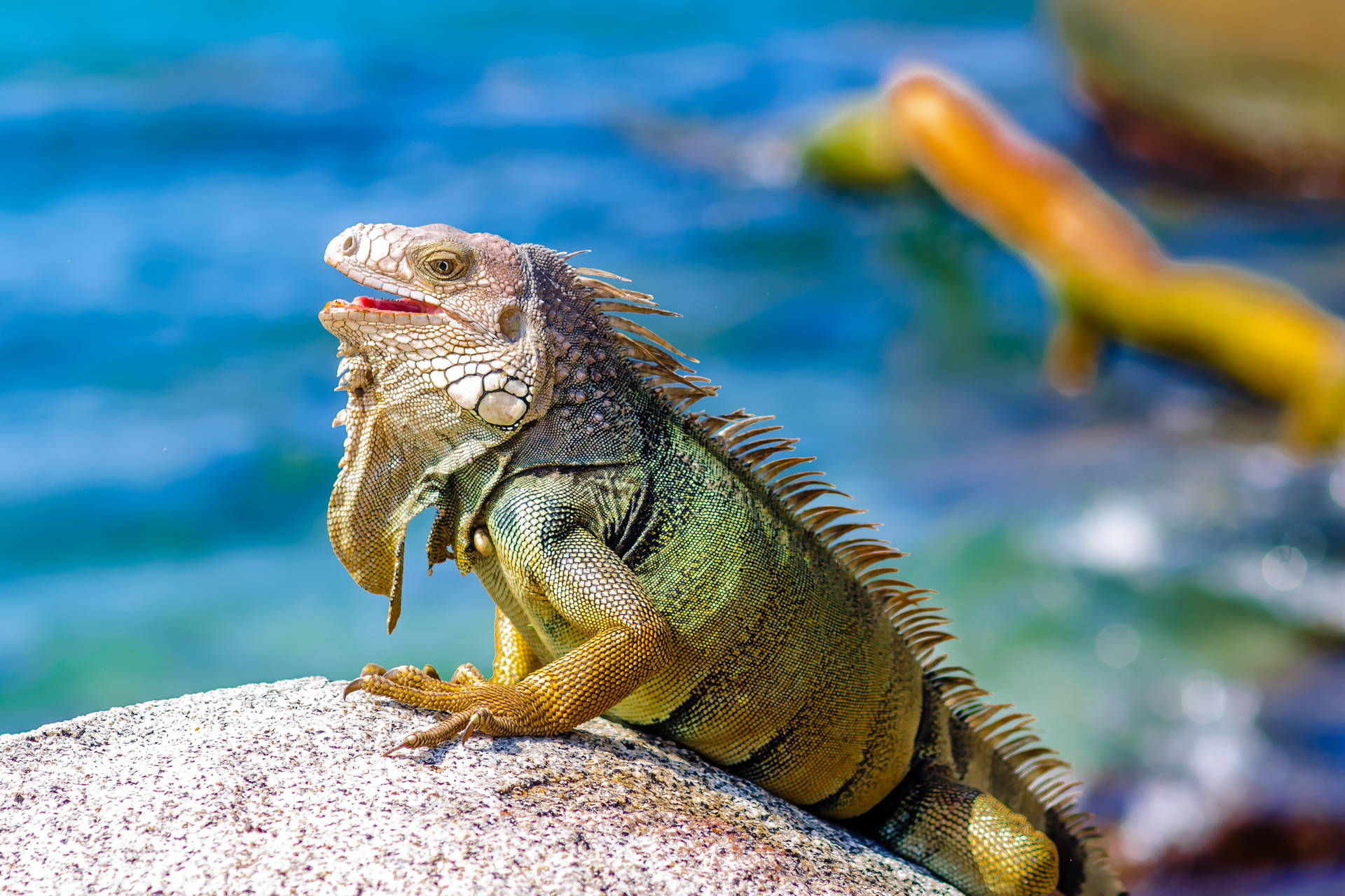 Zielona iguana siedzi na skale i otwiera pysk.