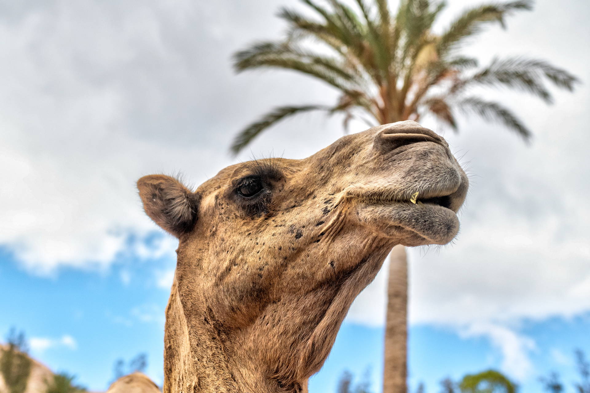 Wielbłąd na tle palmy i błękitnego nieba.