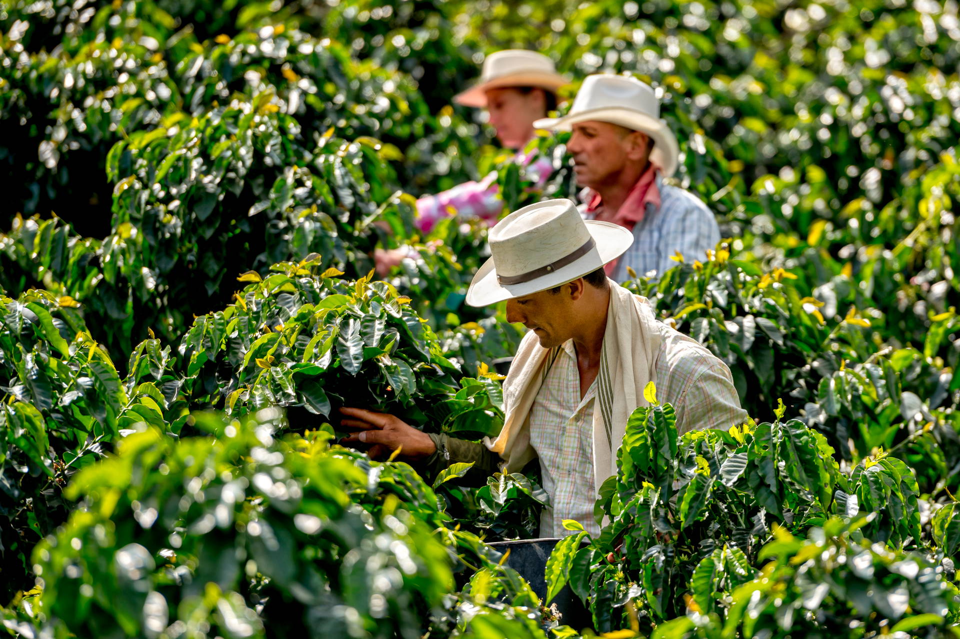 Trzy osoby w kapeluszach zbierają kawę.