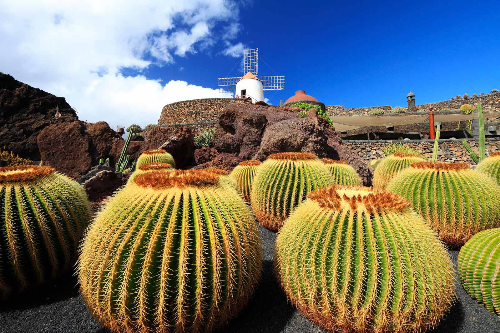 Ogród kaktusów na Lanzarote z wiatrakiem w tle.