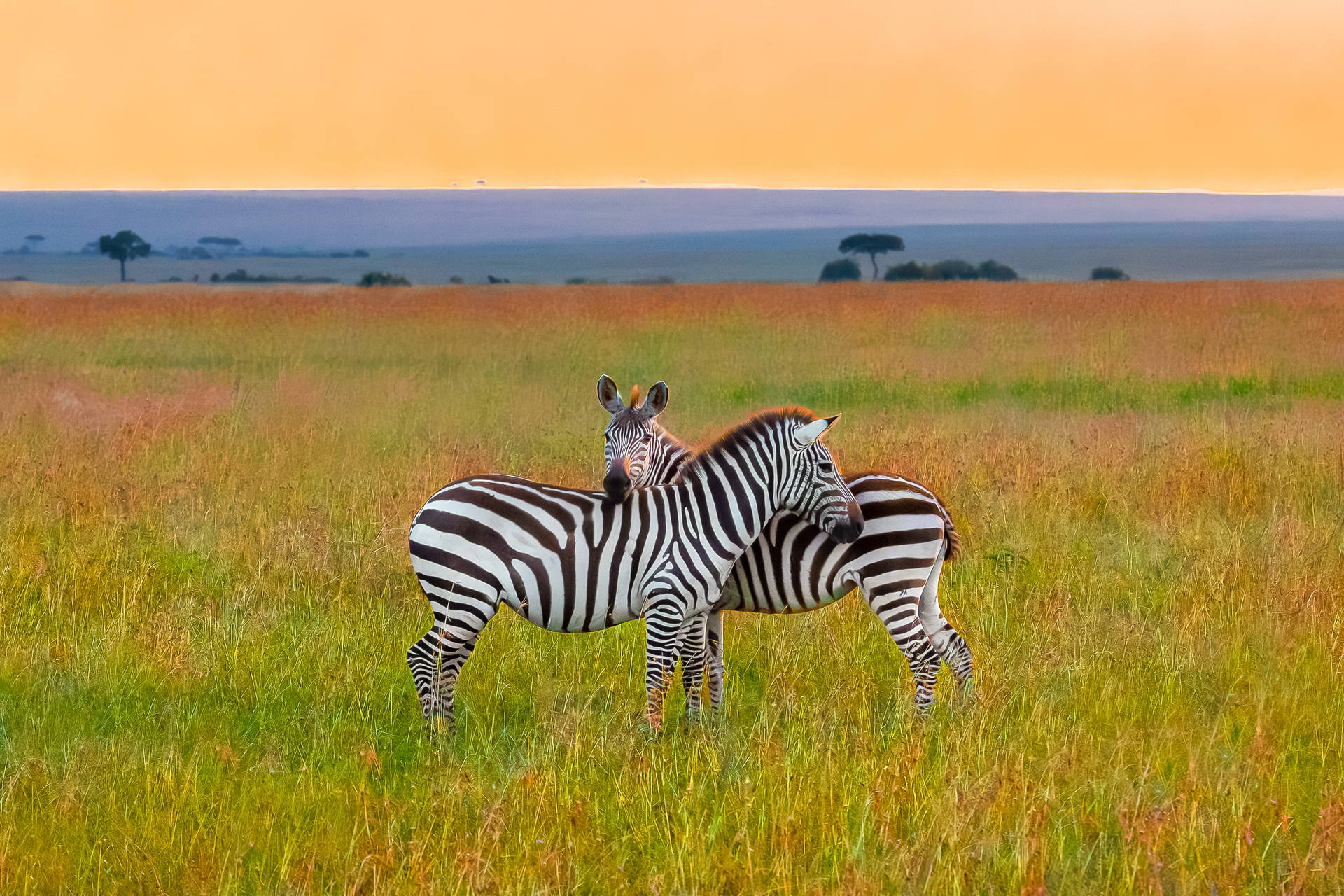 Dwie zebry stoją na trawiastym polu.