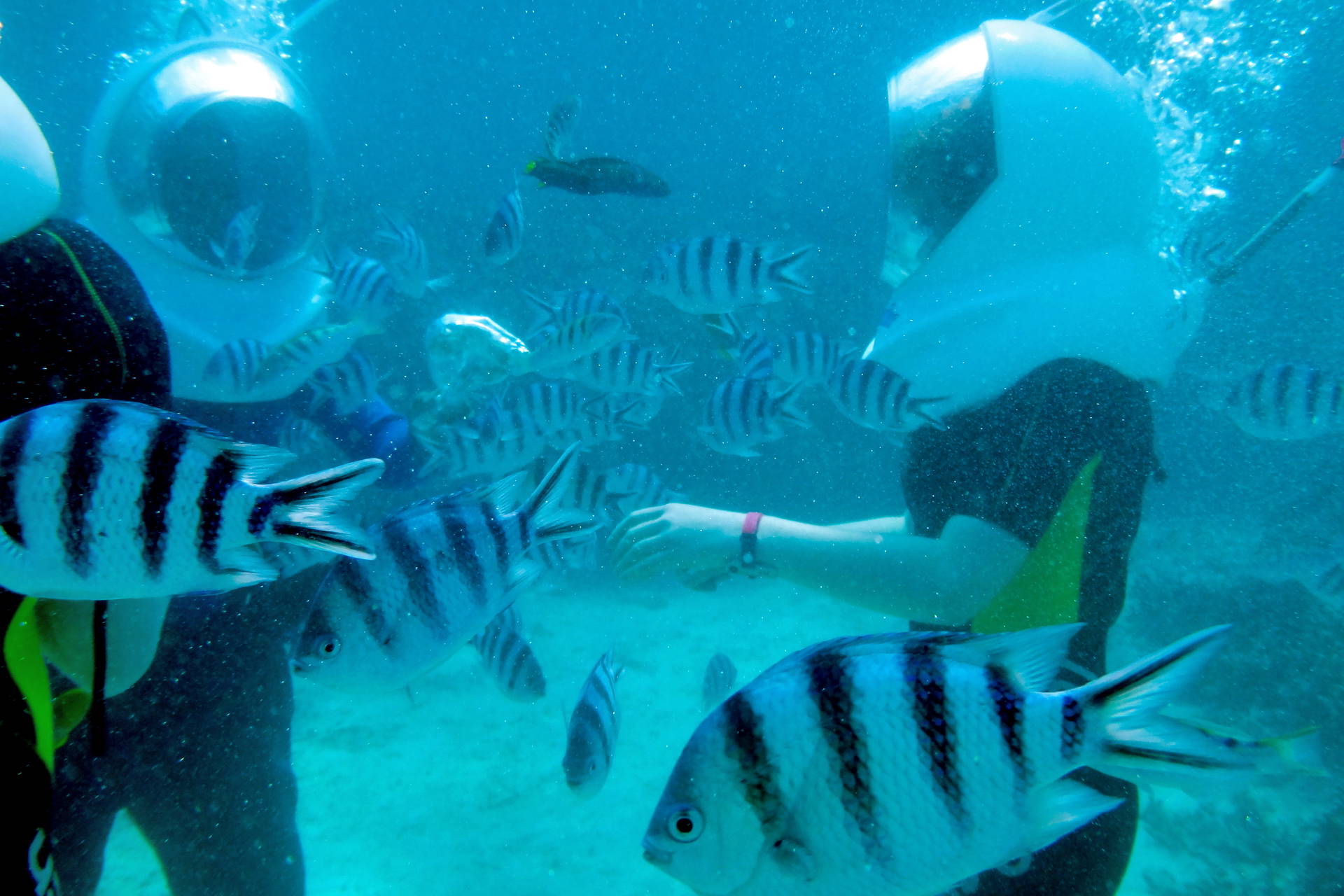 Dwoje nurków spaceruje po dnie morza wśród ławicy pasiastych ryb.
