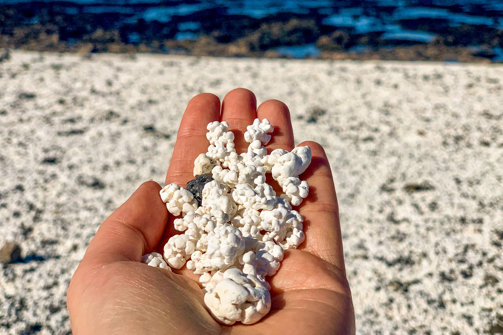 Dłoń trzymająca białe koralowe kamienie na tle plaży z "popcornem".