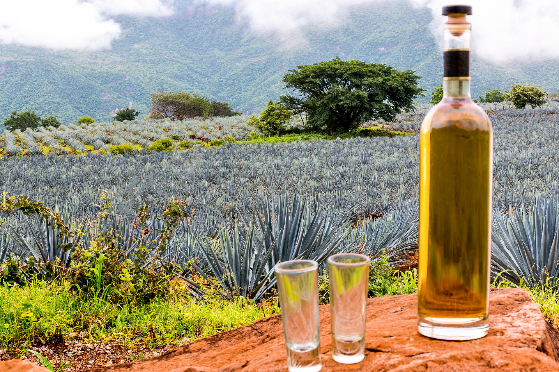 Butelka tequili i dwa kieliszki na tle plantacji agawy.