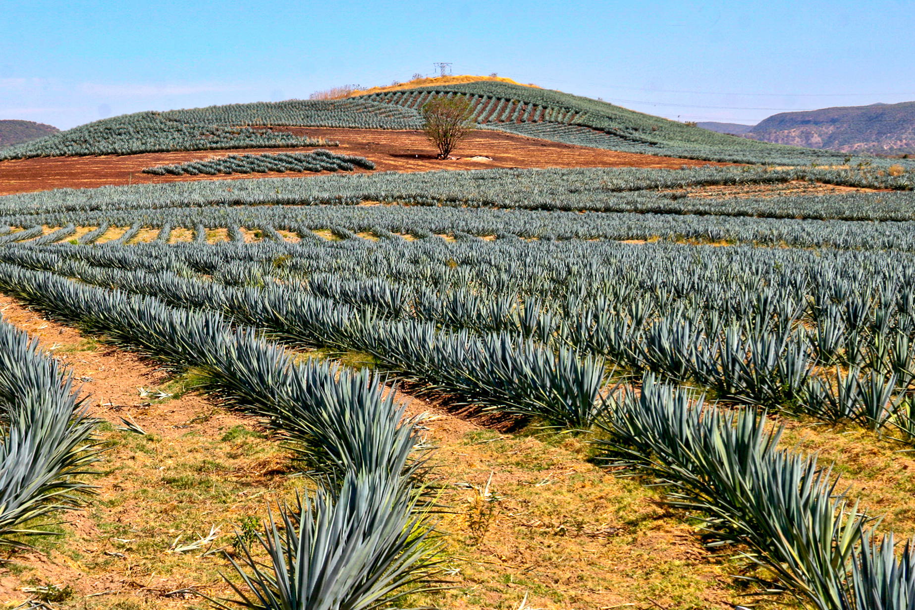 Pole agawy na wzgórzach.