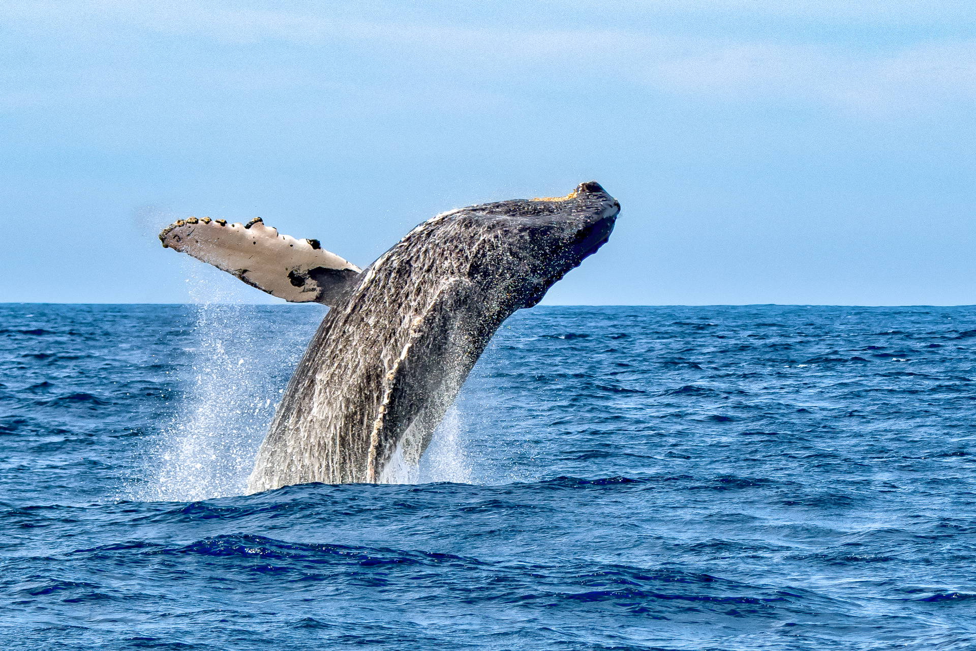 Wieloryb humbak wyskakuje z błękitnego oceanu.