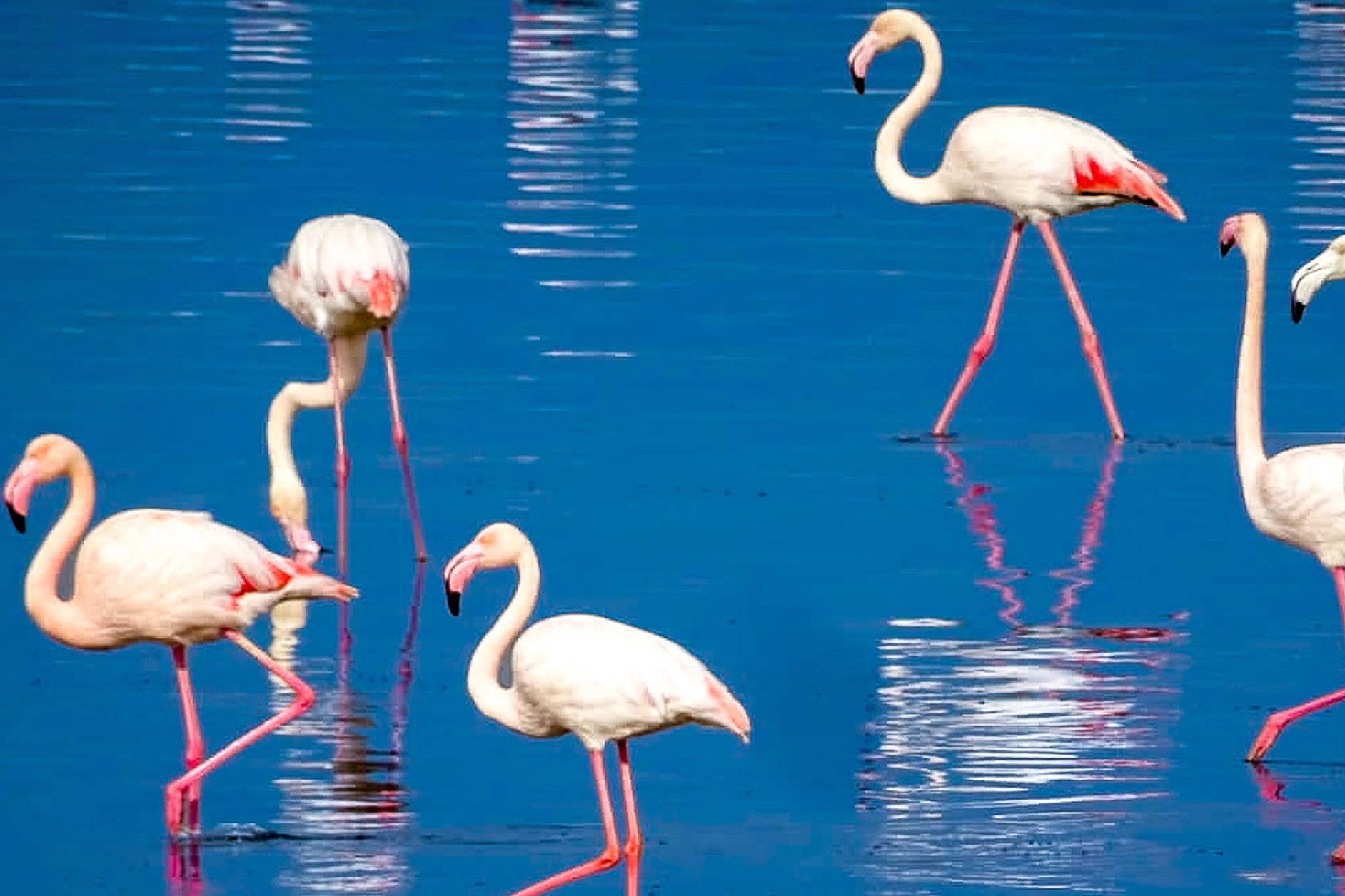 Grupa flamingów brodzi w płytkiej, błękitnej wodzie.
