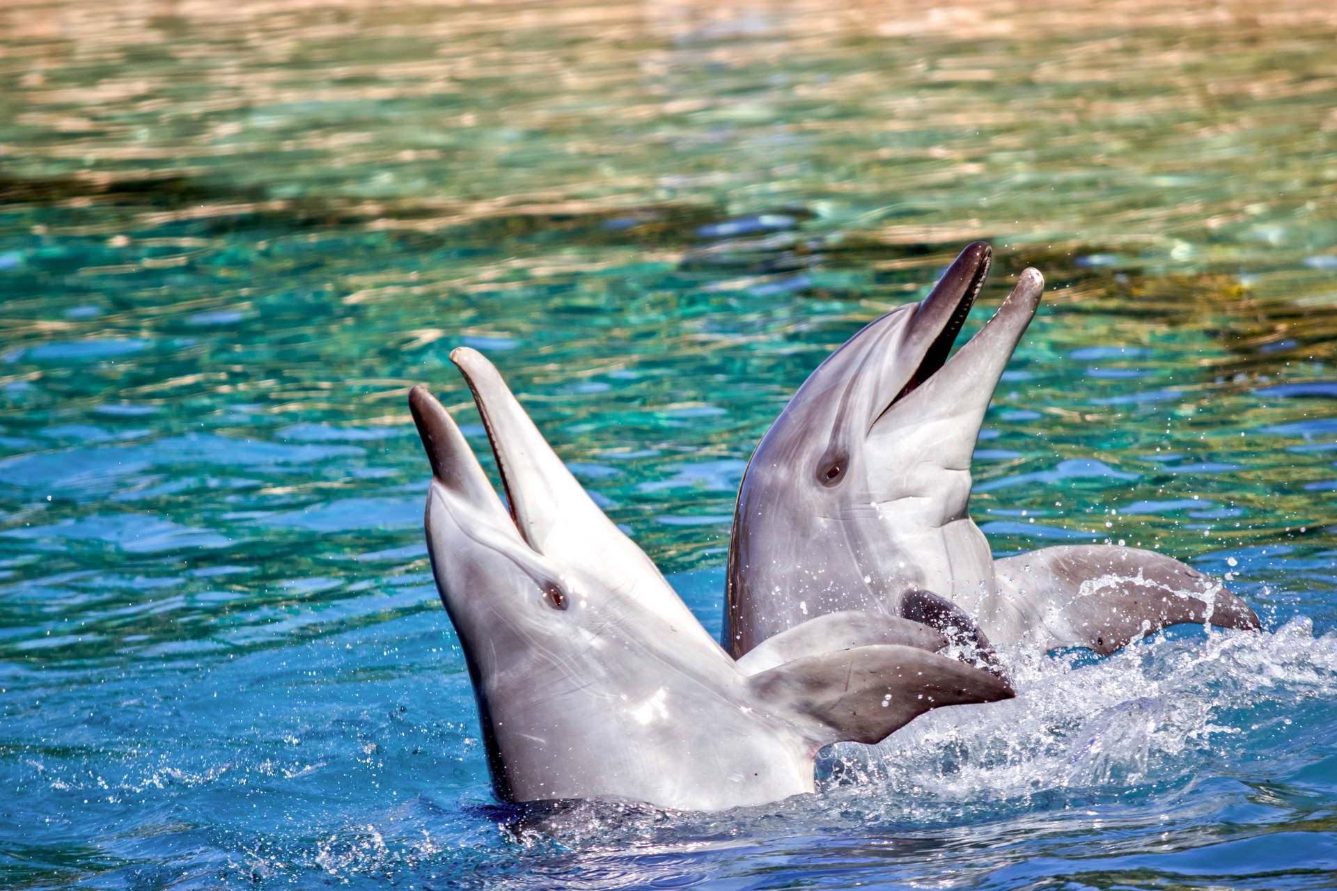 Rzeka Kamchija i Delfinarium w Warnie