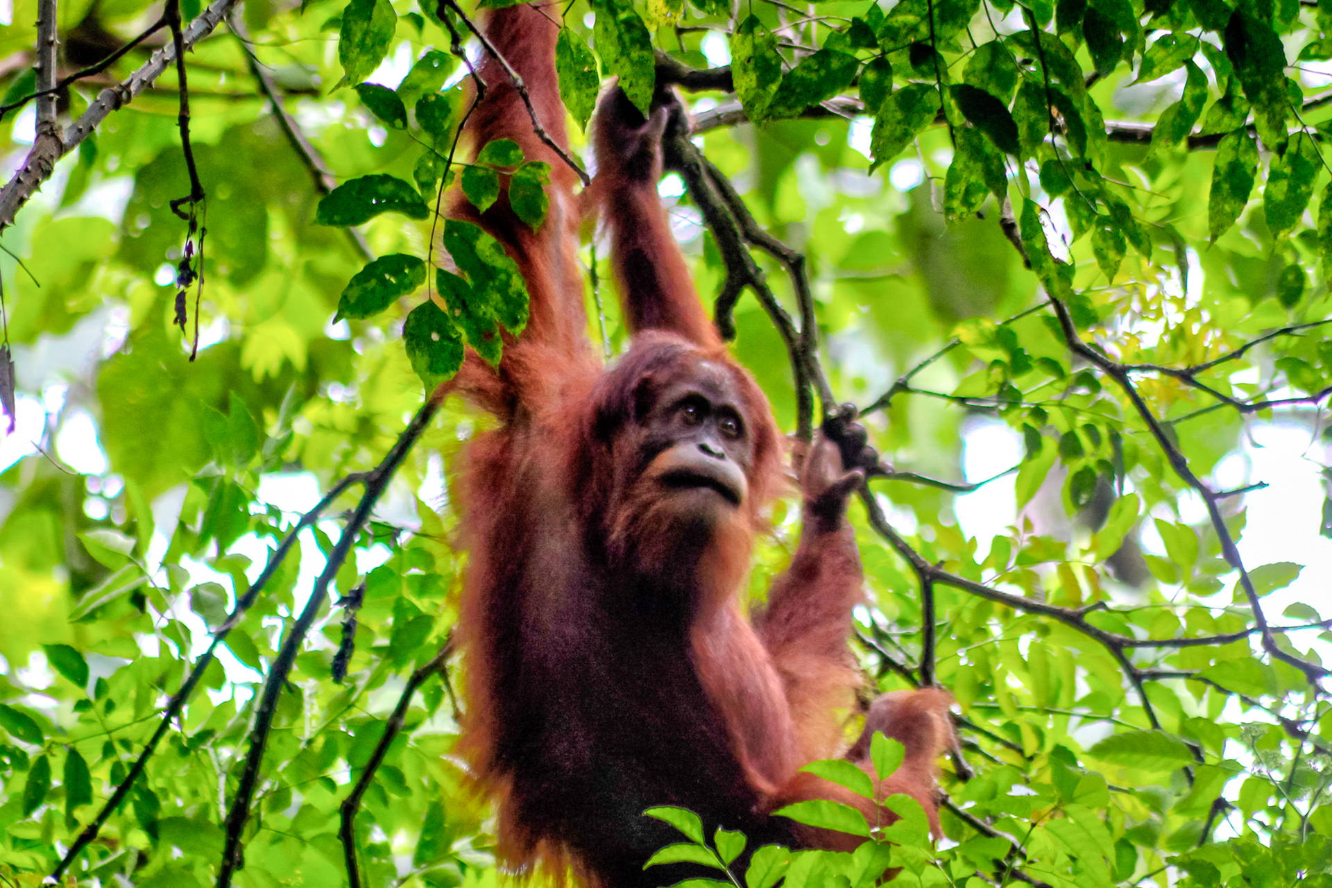Orangutan zwisający z gałęzi drzewa, w otoczeniu bujnych, zielonych liści.