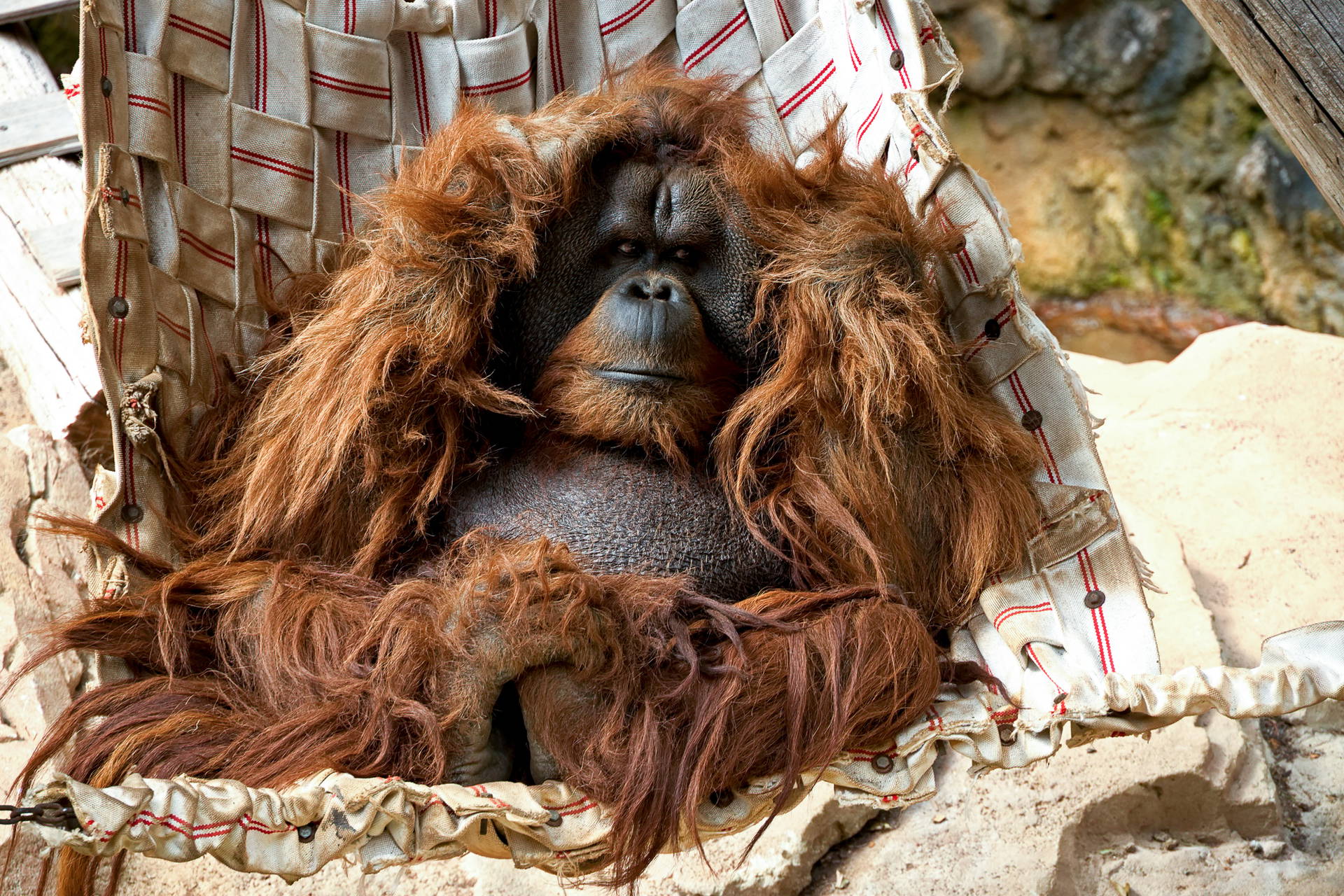 Duży orangutan o długim, rudym futrze siedzi w plecionym hamaku i patrzy w obiektyw.