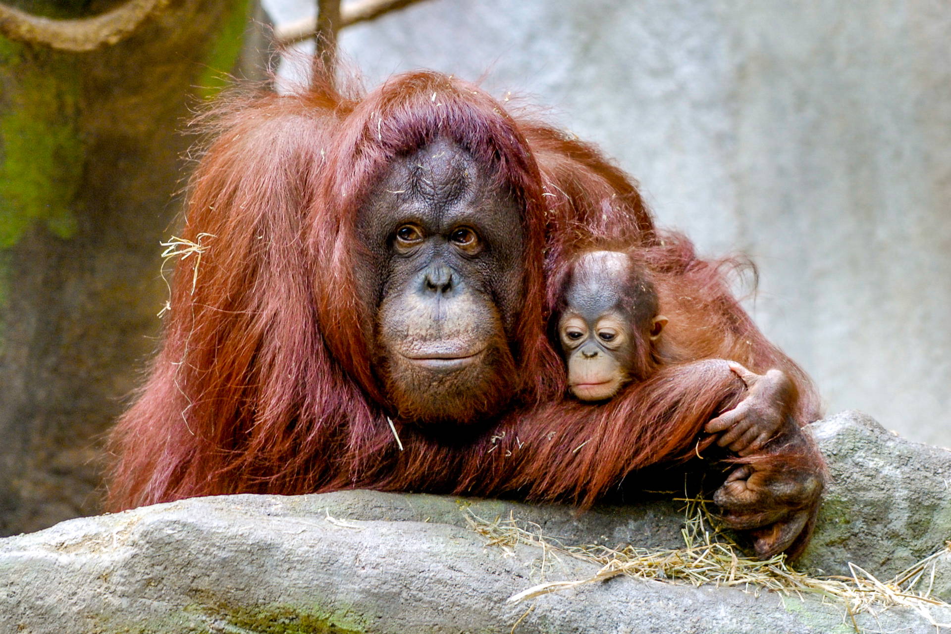 Samica orangutana o długim, rudym futrze przytula swoje młode.