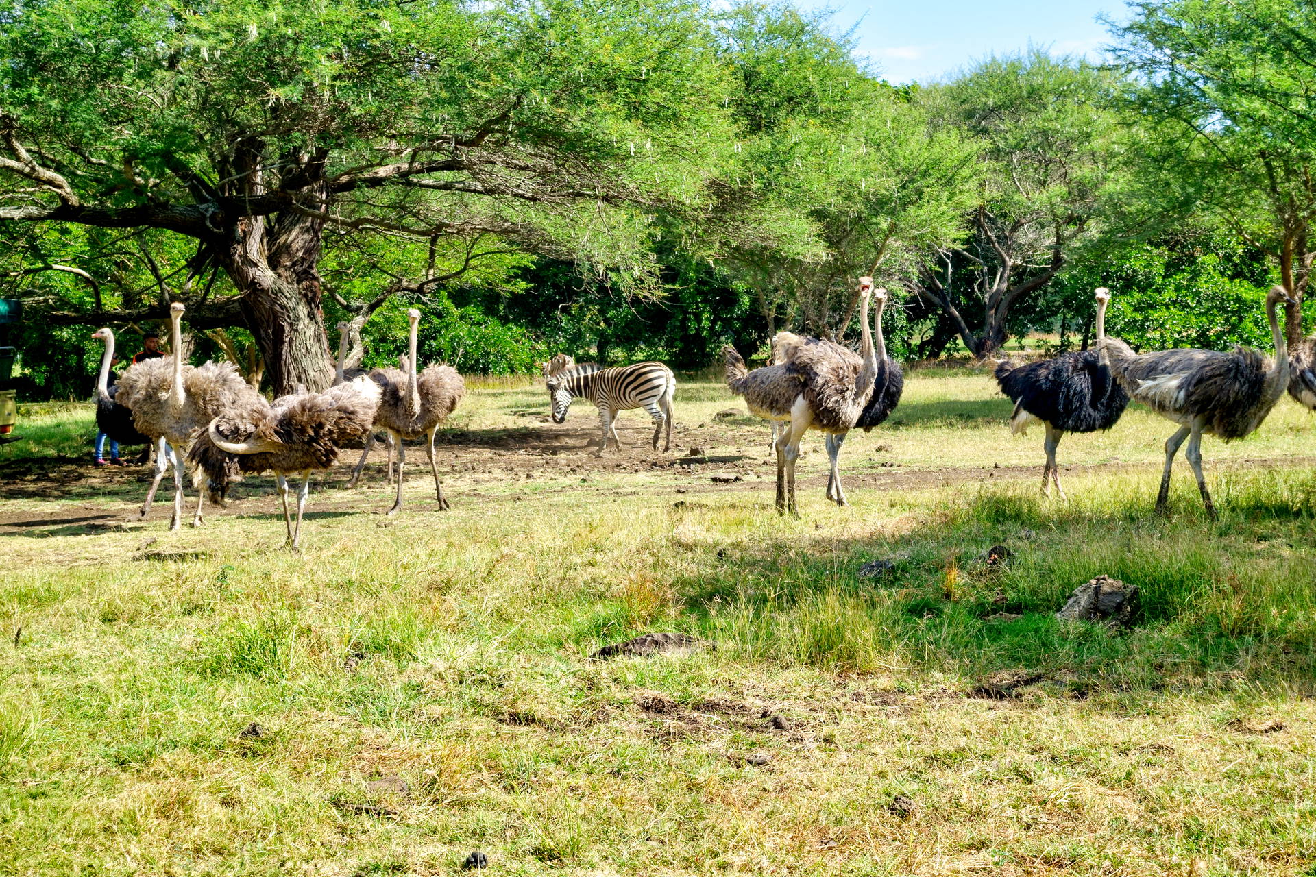 Struś i zebra na trawiastym wybiegu w parku safari.