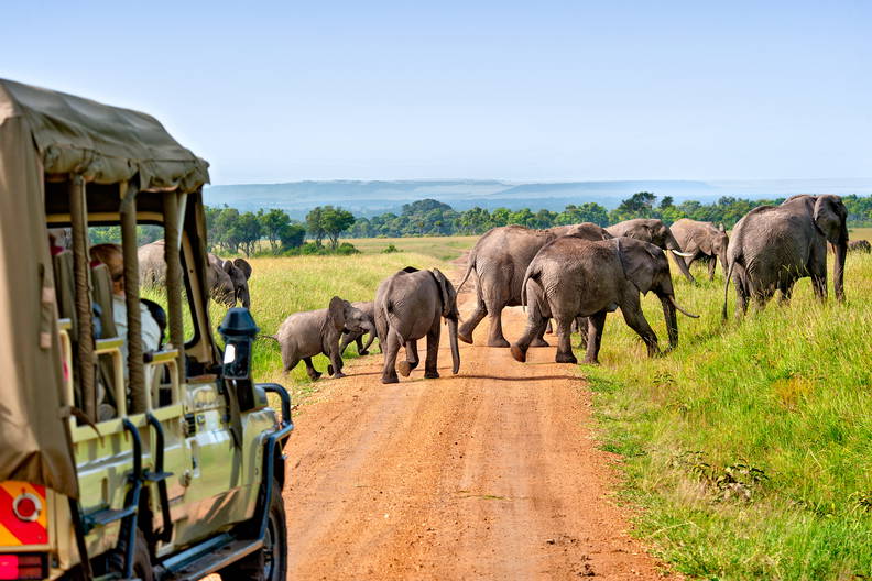 Stado słoni przechodzi przez polną drogę na safari.