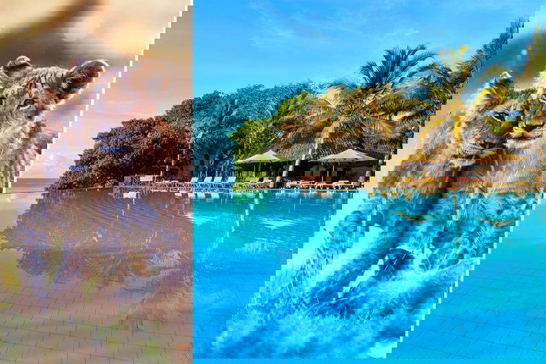 Lwiątka w afrykańskiej scenerii i basen w tropikalnym kurorcie.