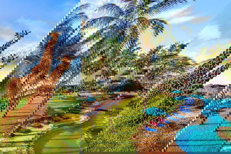 Dwa zdjęcia zestawione ze sobą. Na jednym żyrafy w afrykańskim krajobrazie, na drugim tropikalny kurort z basenem.