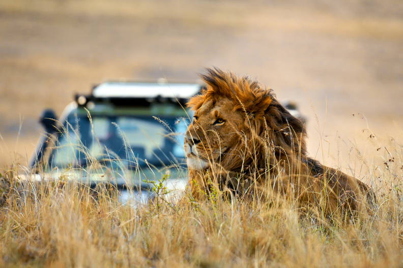 Lew leży w trawie, w tle samochód safari.