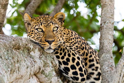 Leopard leży na gałęzi drzewa.