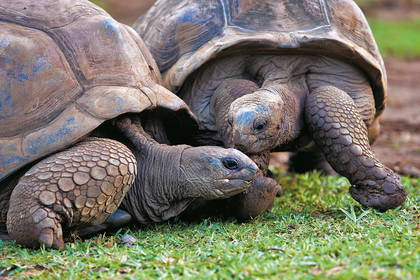 Dwa żółwie Aldabra na trawniku.