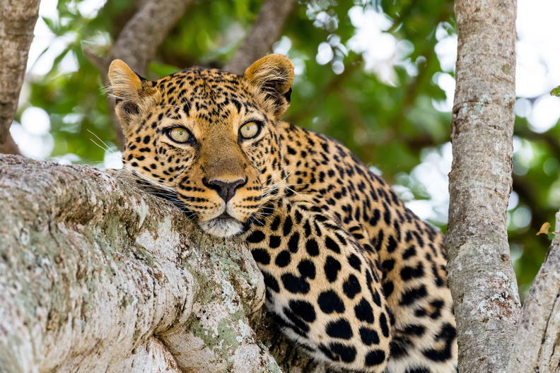 Leopard leży na gałęzi drzewa.