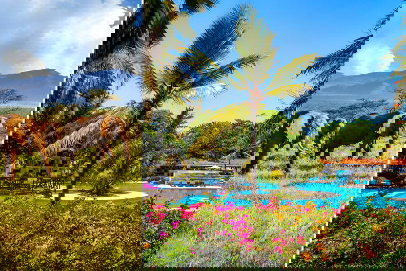 Połączenie dwóch zdjęć: słonie na sawannie i basen w tropikach.