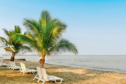 Plaża z palmami i leżakami pod błękitnym niebem.