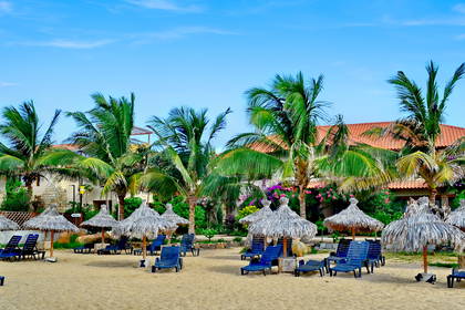Plaża z palmami, parasolami i leżakami.