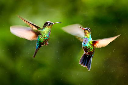 Dwa kolibry w locie na zielonym, rozmytym tle.