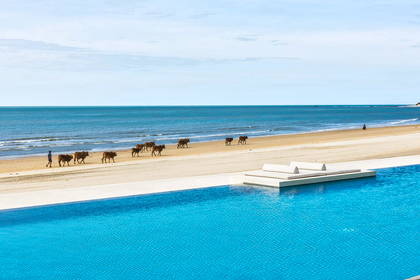Basen infinity z widokiem na piaszczystą plażę, po której mężczyzna prowadzi krowy.