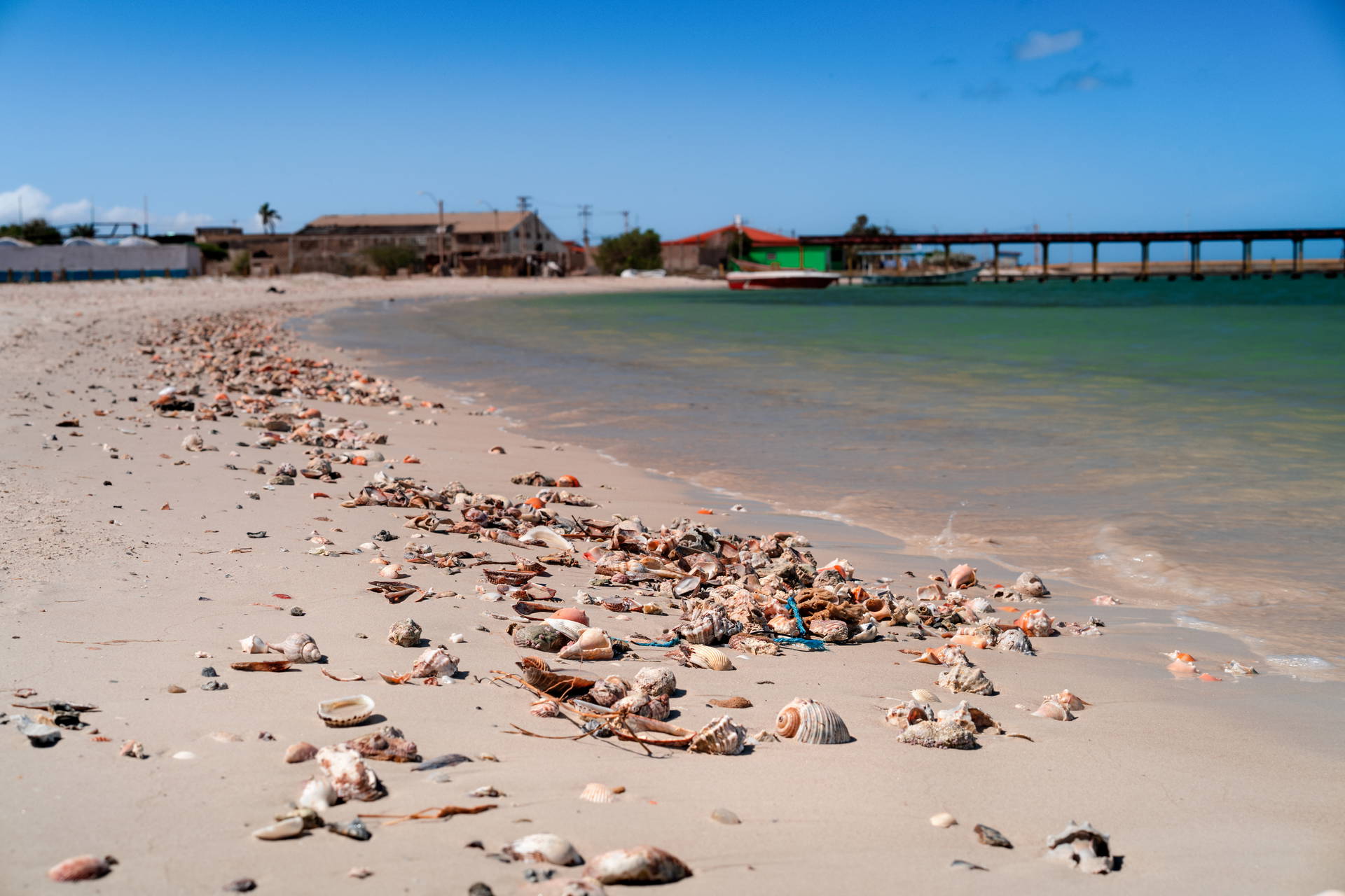 Piaszczysta plaża usłana muszlami. W tle widać budynki i długie molo.