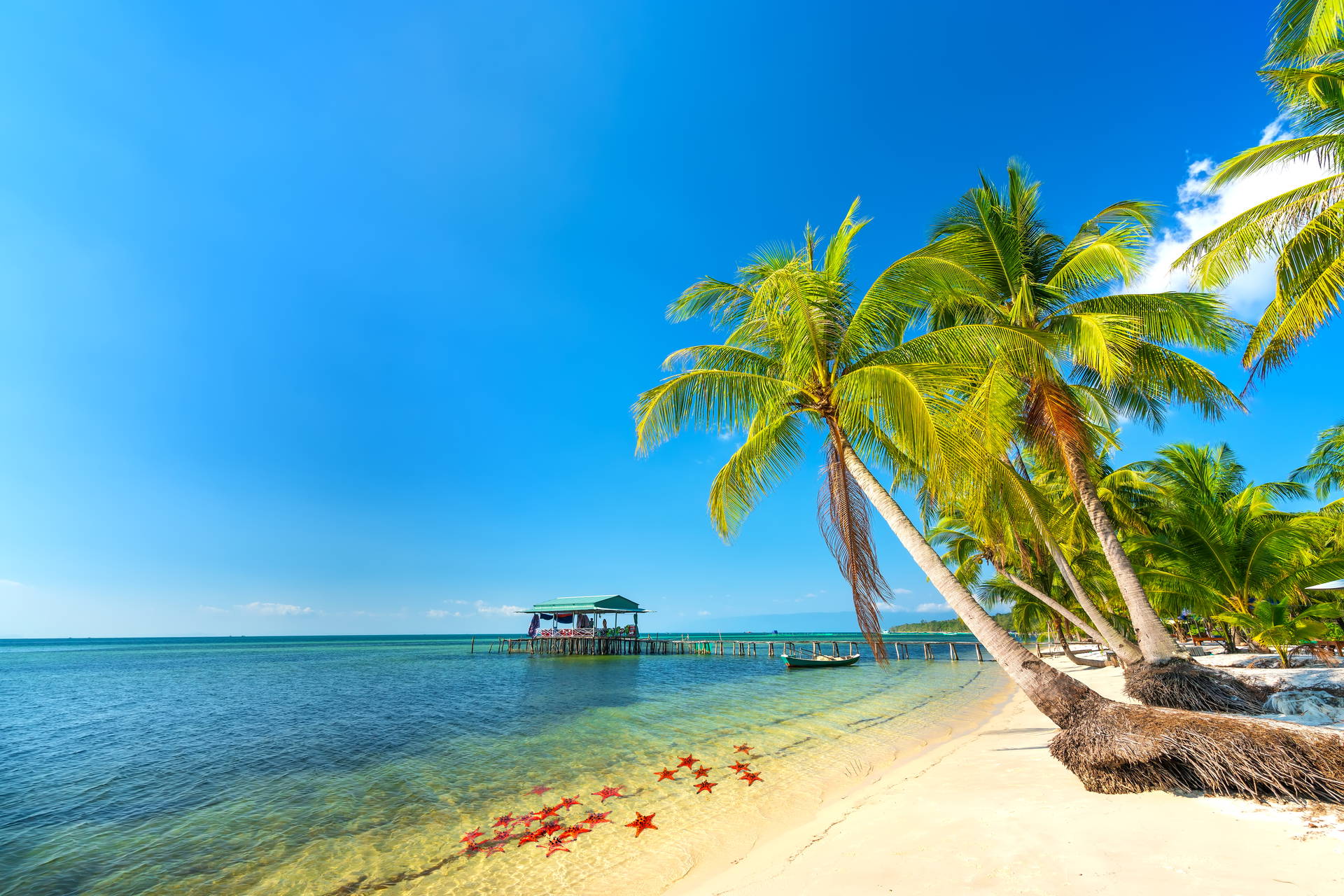 Tropikalna plaża z palmami, pomostem i czerwonymi rozgwiazdami na piasku.
