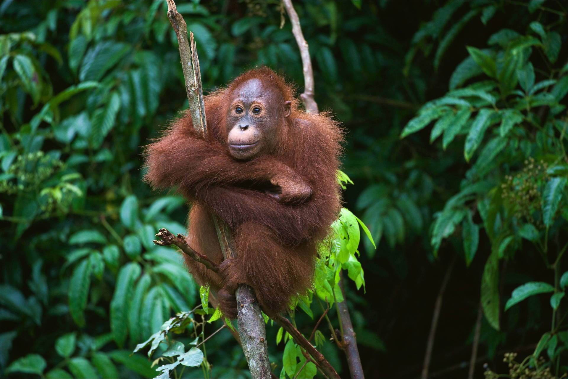 Orangutan na drzewie.