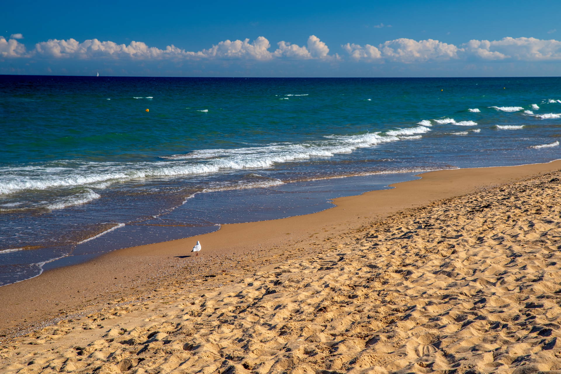 Piaszczysta plaża nad morzem, na której stoi samotna mewa, a na horyzoncie widać linię chmur.