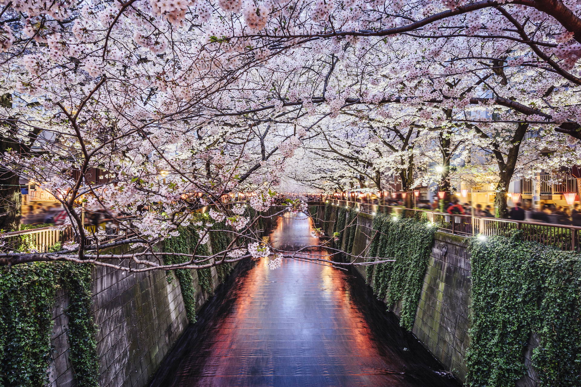 Kwitnące wiśnie nad rzeką Meguro w Tokio.