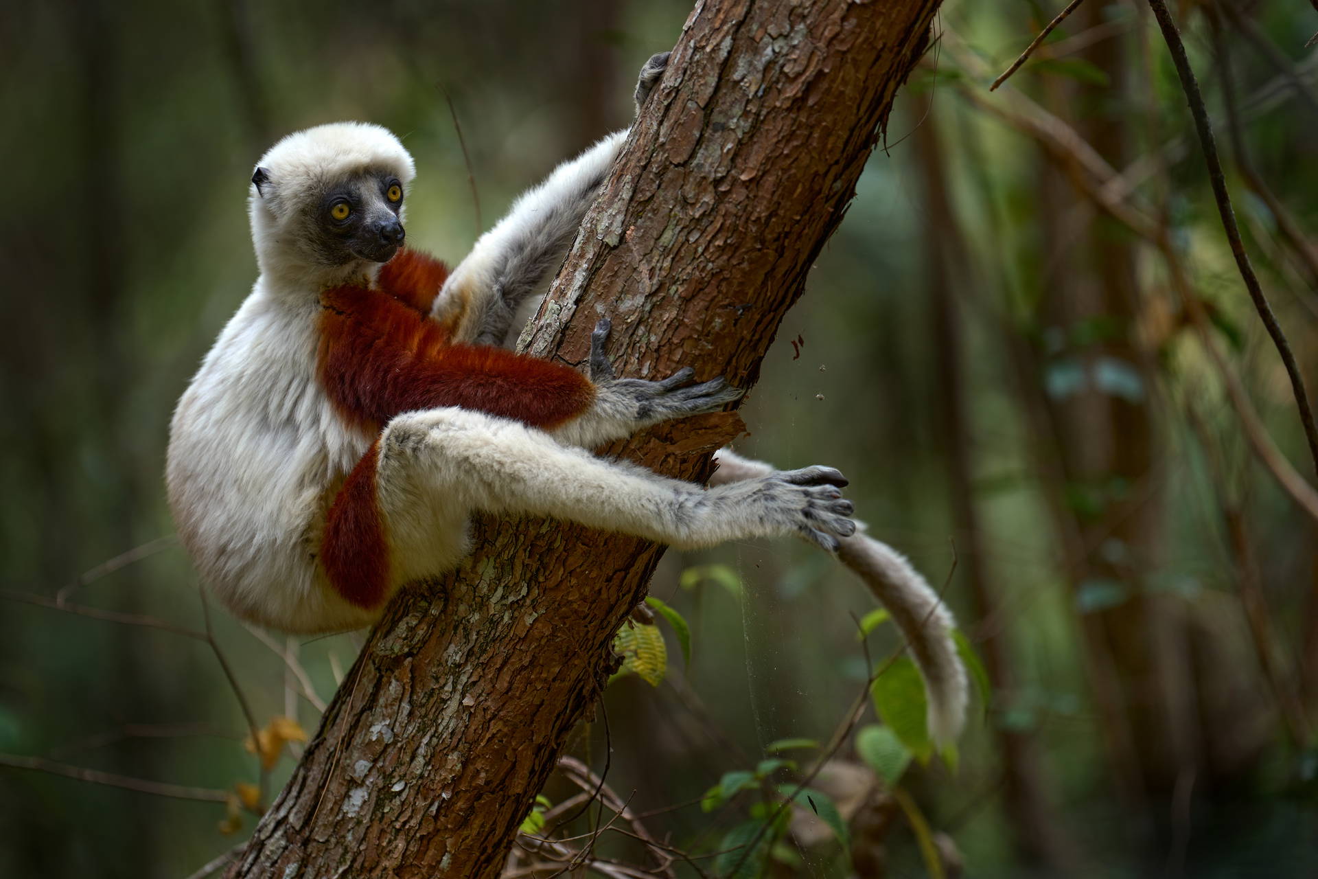 Lemur Coquerela siedzi na drzewie.