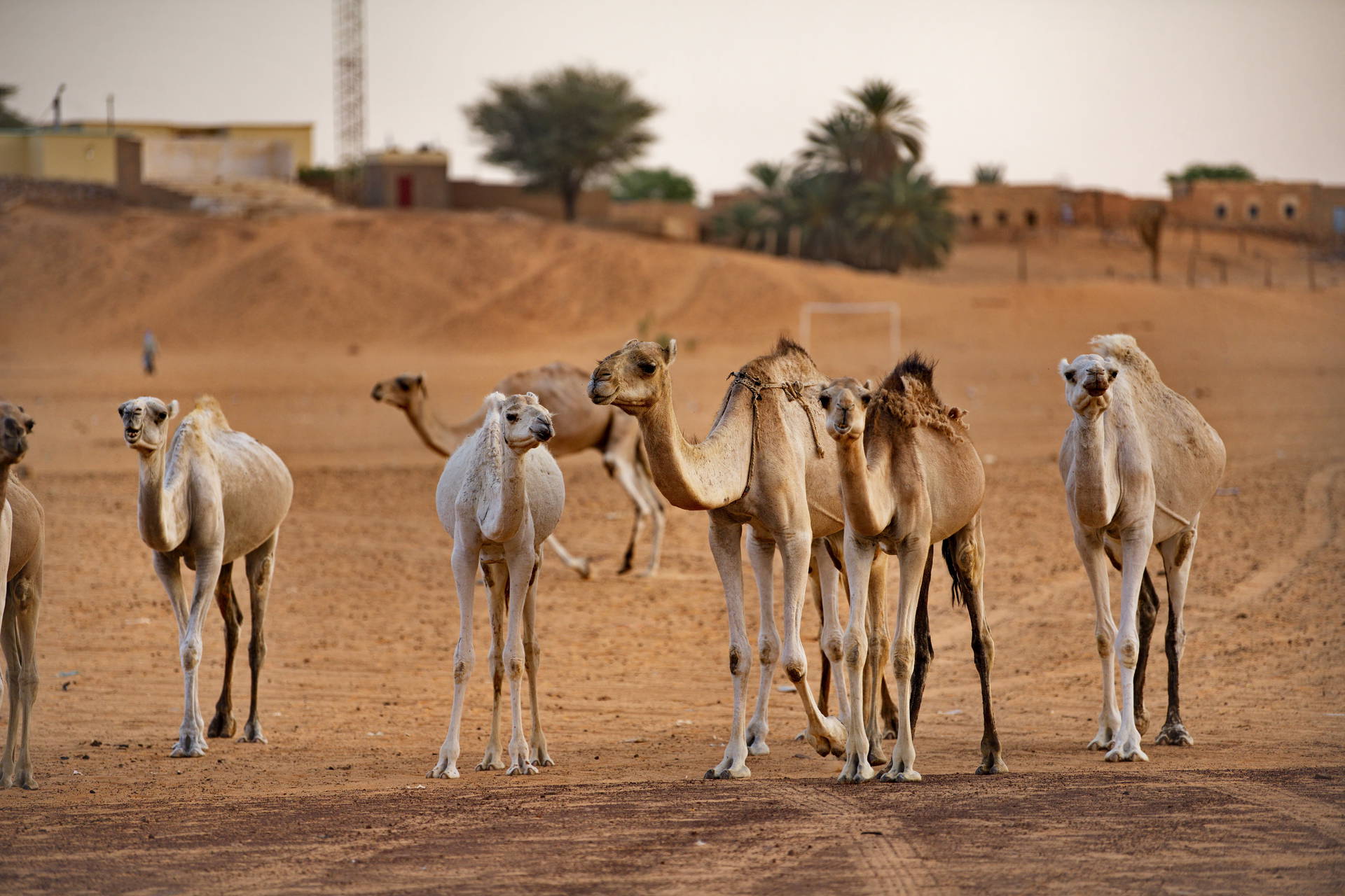 Stado wielbłądów na tle pustynnej wioski.
