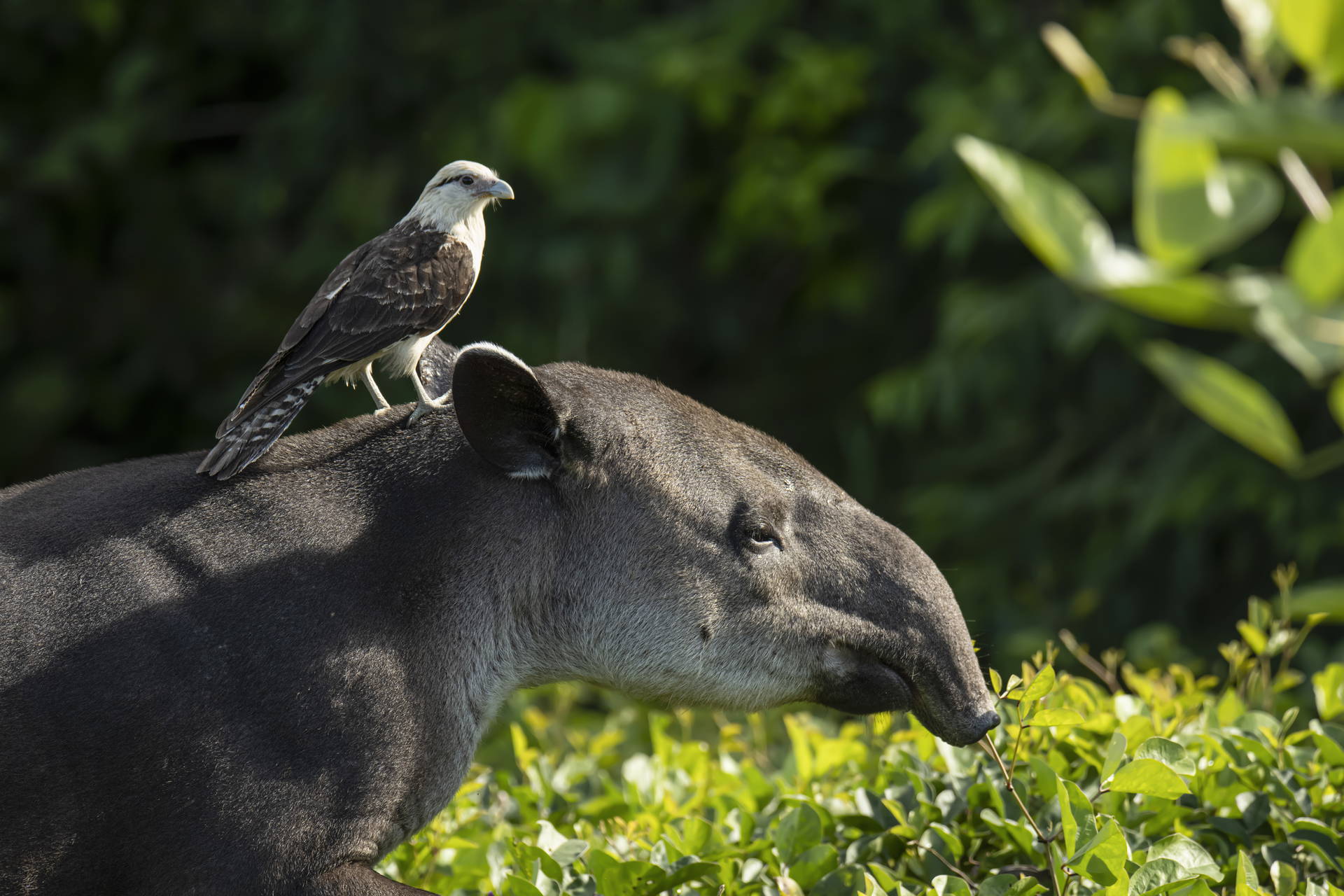 Tapir z ptakiem siedzącym na grzbiecie.