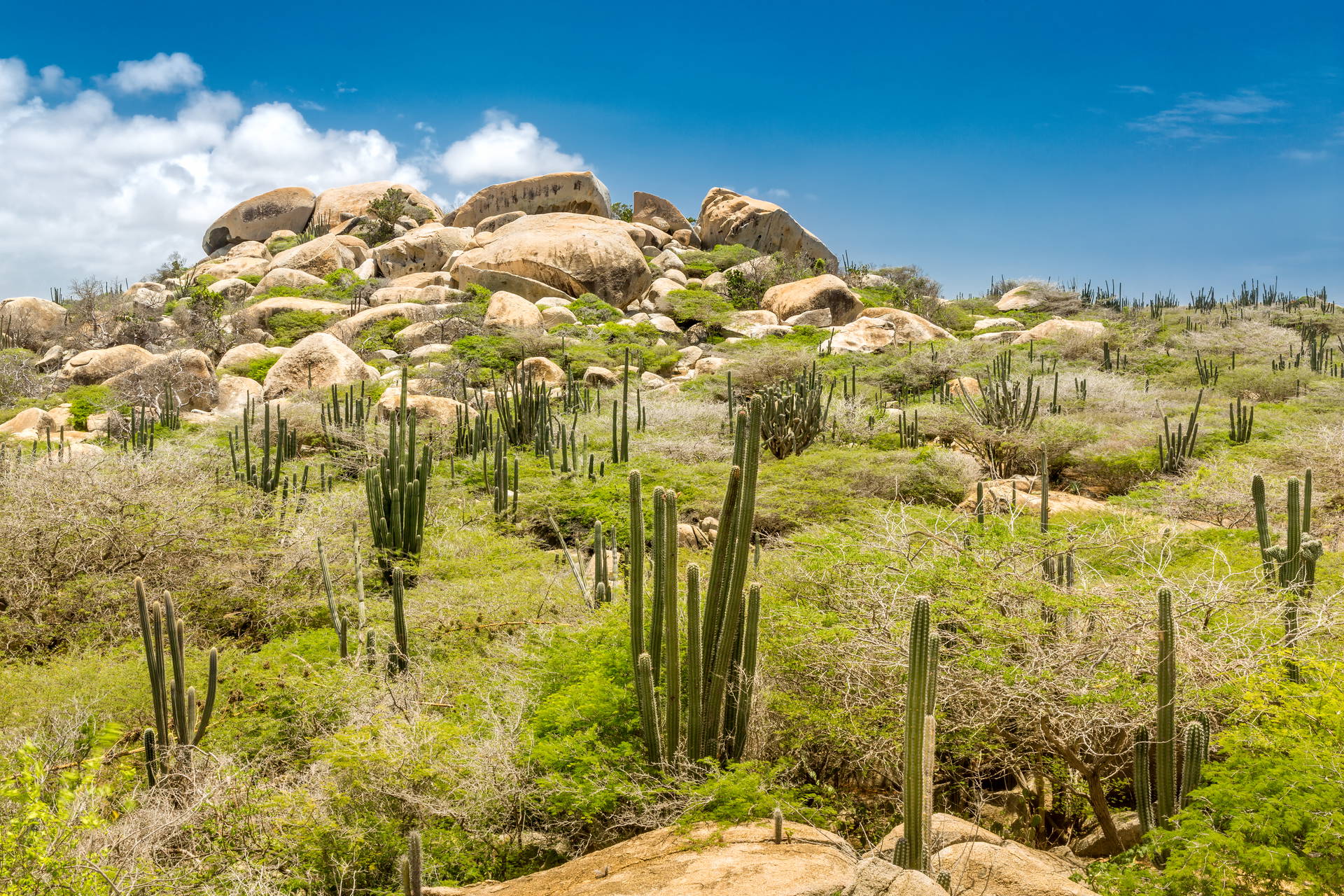 Aruba: krajobraz z kaktusami i formacjami skalnymi.