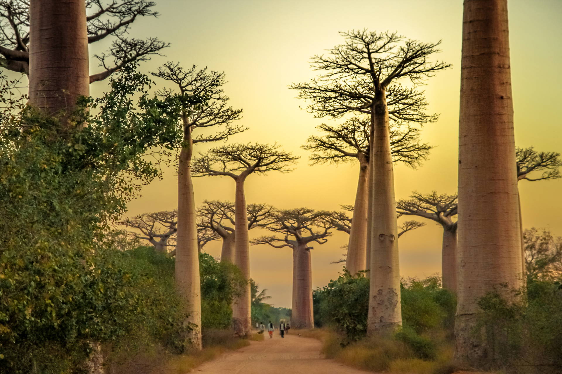 Aleja Baobabów na Madagaskarze w promieniach zachodzącego słońca.