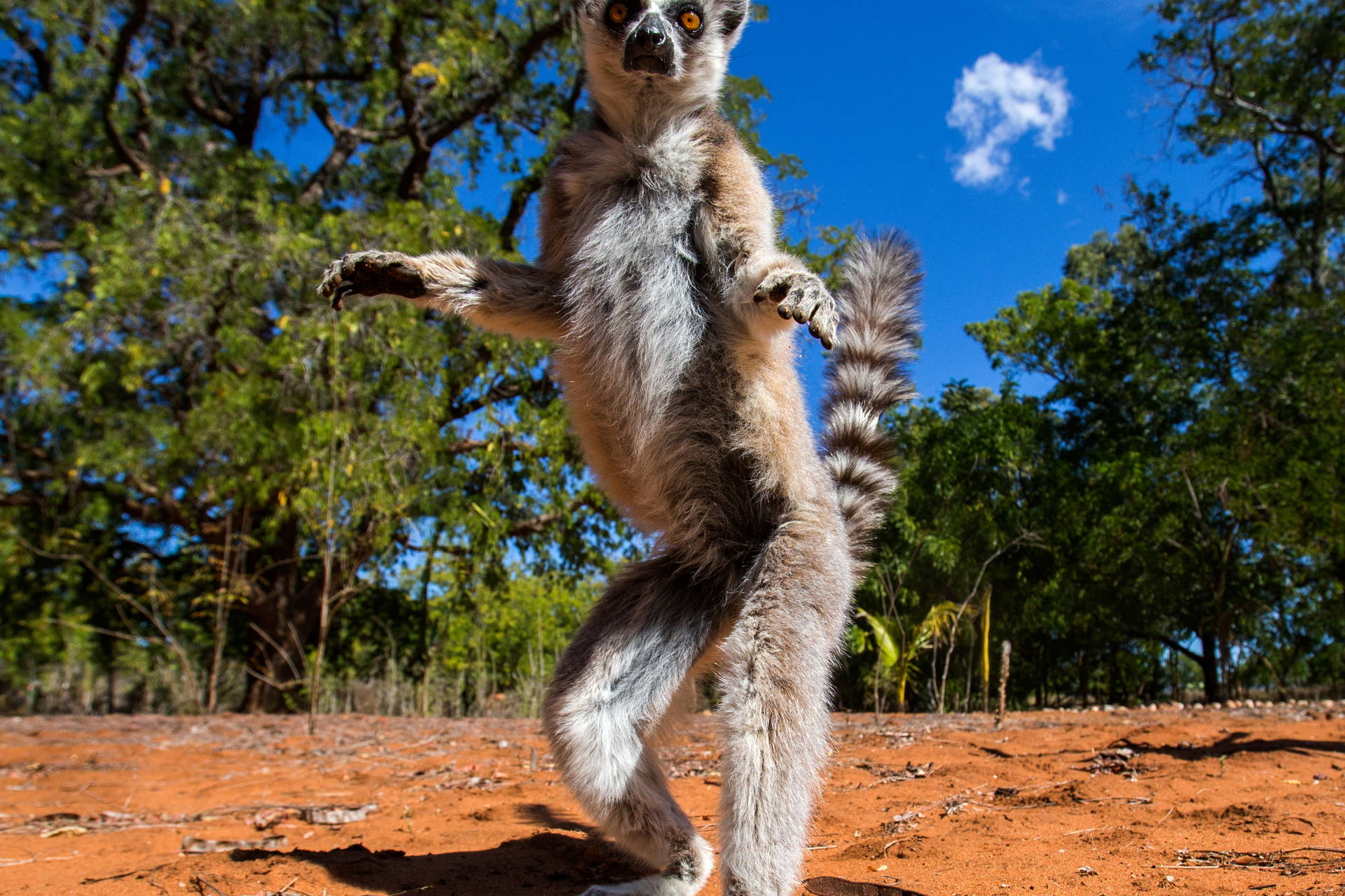 Stojący lemur na tle nieba i drzew.
