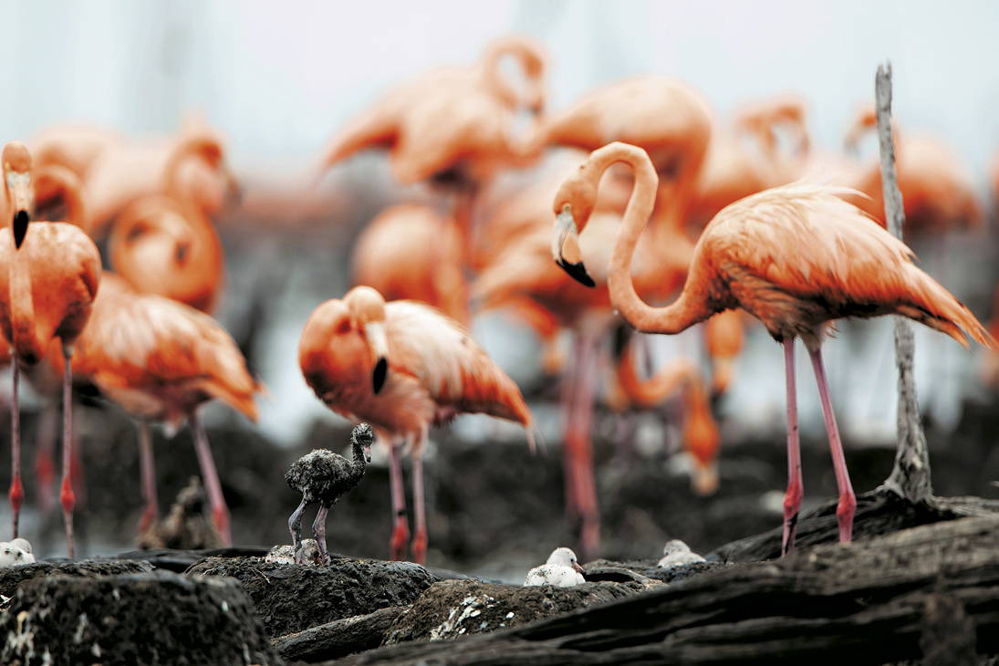 Stado różowych flamingów z młodymi na pierwszym planie.