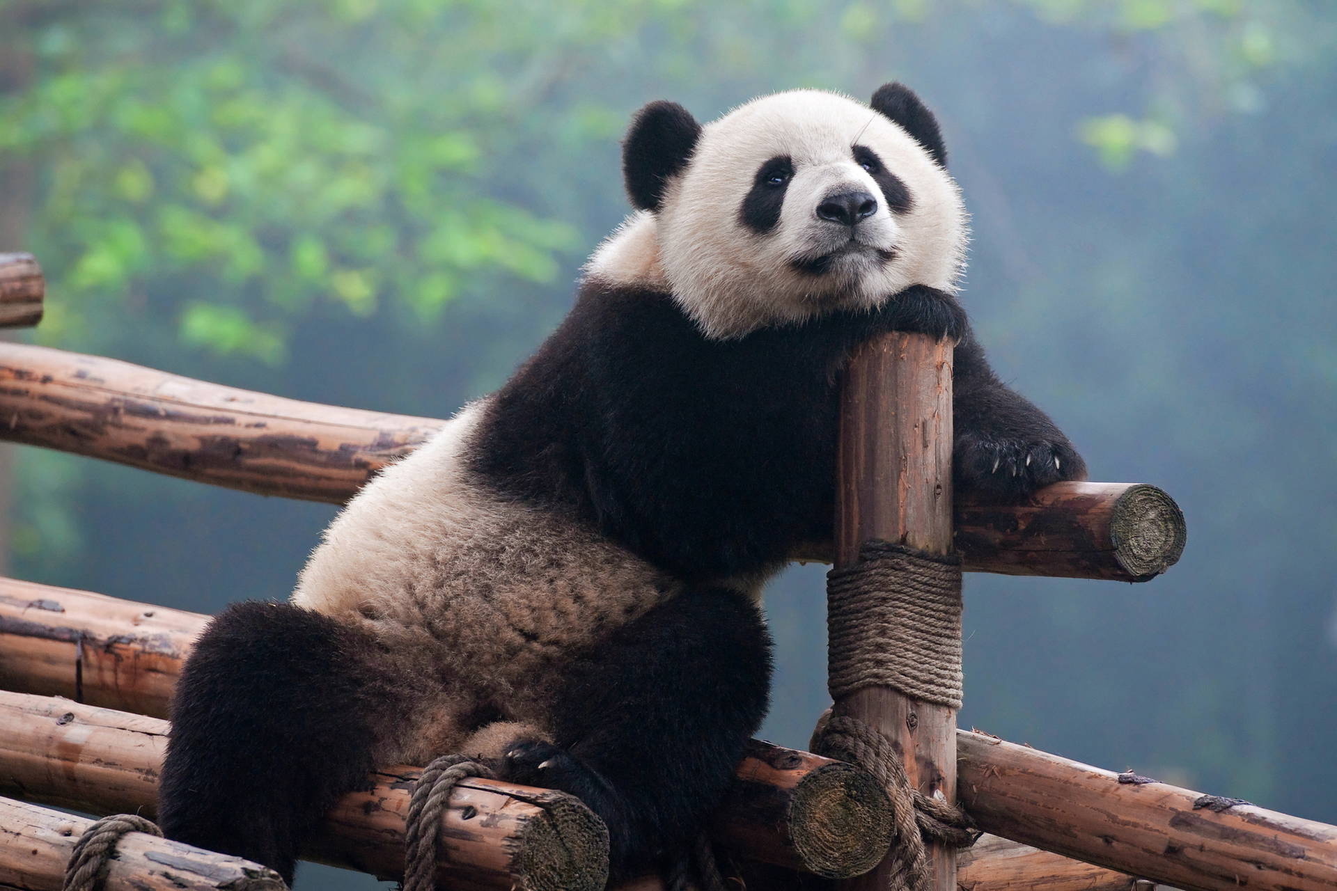 Panda oparta o drewnianą konstrukcję.