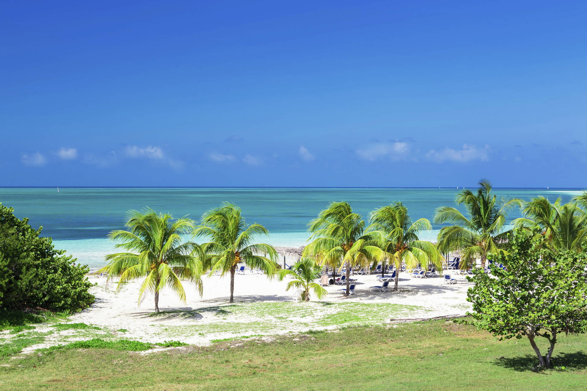 Palmy na plaży z białym piaskiem i błękitnym morzem.