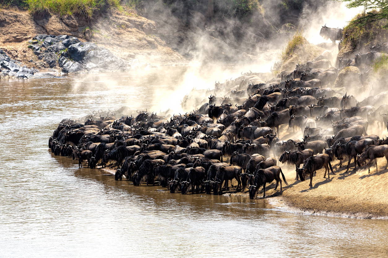 Stado gnu pije wodę z rzeki podczas wielkiej migracji.