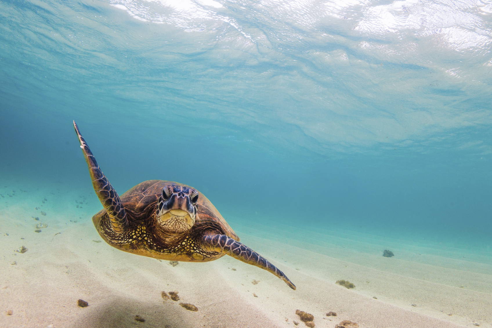 Żółw morski w krystalicznie czystej wodzie.
