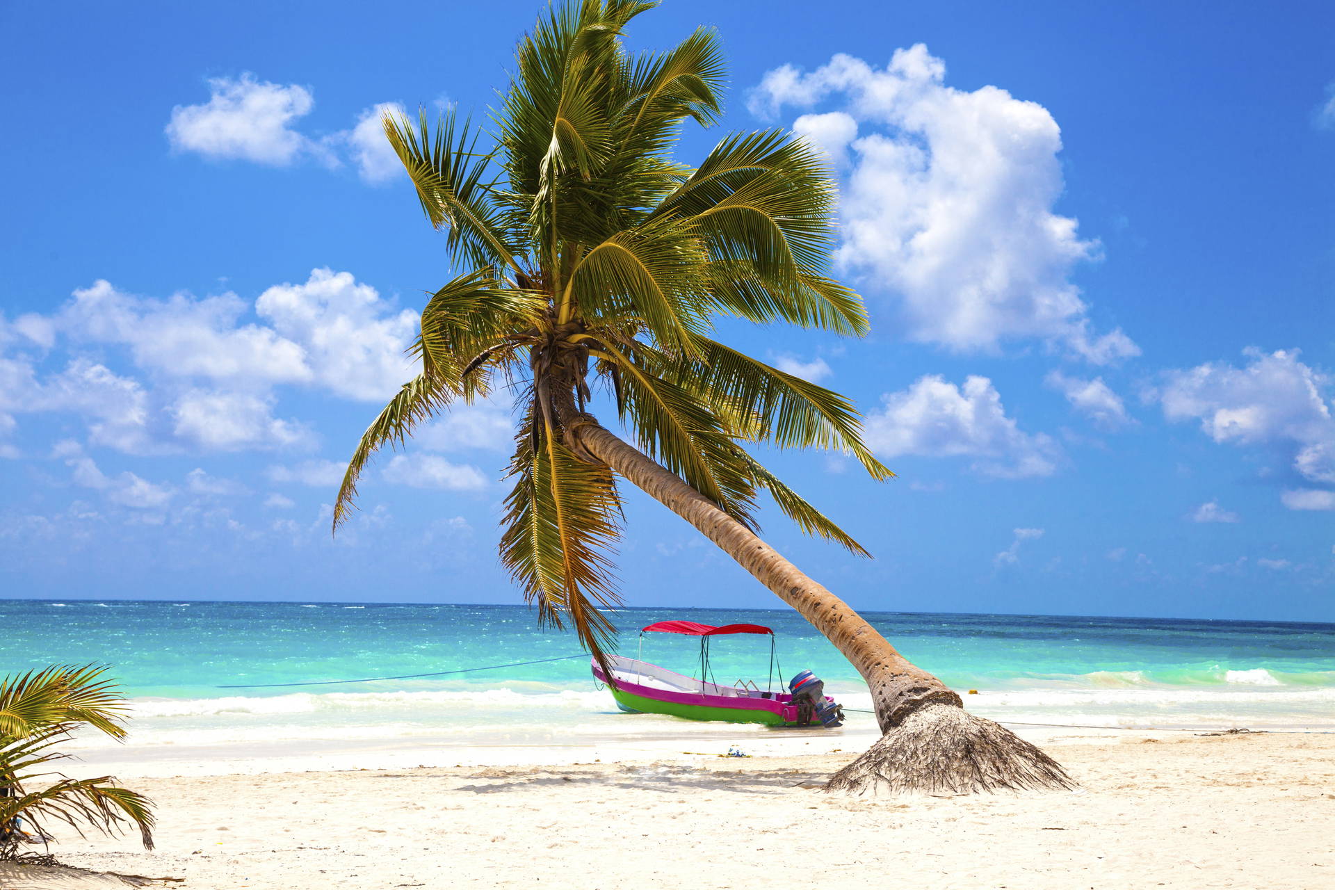 Palma pochylona nad łodzią na piaszczystej plaży.